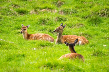 Benekli geyik veya Parc de Merlet Mont Blanc, Les Houches, Haute-Savoie, Fransa karşı Pointe de Lapaz dağda Japon geyik olarak da bilinir sika geyiği (Cervus nippon)