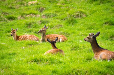 Benekli geyik veya Parc de Merlet Mont Blanc, Les Houches, Haute-Savoie, Fransa karşı Pointe de Lapaz dağda Japon geyik olarak da bilinir sika geyiği (Cervus nippon)