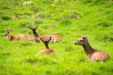 Benekli geyik veya Parc de Merlet Mont Blanc, Les Houches, Haute-Savoie, Fransa karşı Pointe de Lapaz dağda Japon geyik olarak da bilinir sika geyiği (Cervus nippon)