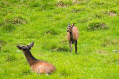 Benekli geyik veya Parc de Merlet Mont Blanc, Les Houches, Haute-Savoie, Fransa karşı Pointe de Lapaz dağda Japon geyik olarak da bilinir sika geyiği (Cervus nippon)