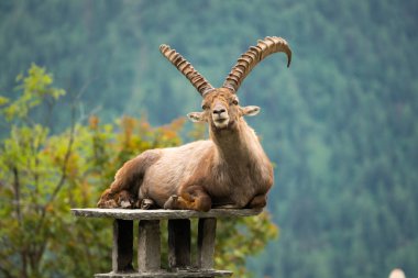 Steinbock veya Parc de Merlet Mont Blanc, Les Houches, Haute-Savoie, Fransa karşı Pointe de Lapaz dağda bouquetin olarak da bilinir alp dağ keçisi (Capra ibex),