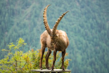 Steinbock veya Parc de Merlet Mont Blanc, Les Houches, Haute-Savoie, Fransa karşı Pointe de Lapaz dağda bouquetin olarak da bilinir alp dağ keçisi (Capra ibex),