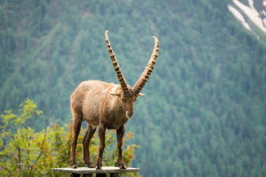 Steinbock veya Parc de Merlet Mont Blanc, Les Houches, Haute-Savoie, Fransa karşı Pointe de Lapaz dağda bouquetin olarak da bilinir alp dağ keçisi (Capra ibex),