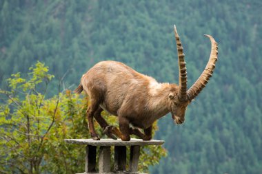 Steinbock veya Parc de Merlet Mont Blanc, Les Houches, Haute-Savoie, Fransa karşı Pointe de Lapaz dağda bouquetin olarak da bilinir alp dağ keçisi (Capra ibex),