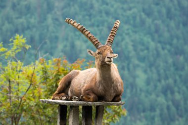 Steinbock veya Parc de Merlet Mont Blanc, Les Houches, Haute-Savoie, Fransa karşı Pointe de Lapaz dağda bouquetin olarak da bilinir alp dağ keçisi (Capra ibex),