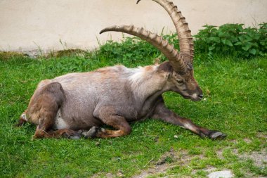 Steinbock veya Parc de Merlet Mont Blanc, Les Houches, Haute-Savoie, Fransa karşı Pointe de Lapaz dağda bouquetin olarak da bilinir alp dağ keçisi (Capra ibex),