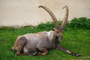 Steinbock veya Parc de Merlet Mont Blanc, Les Houches, Haute-Savoie, Fransa karşı Pointe de Lapaz dağda bouquetin olarak da bilinir alp dağ keçisi (Capra ibex),