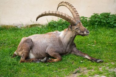 Steinbock veya Parc de Merlet Mont Blanc, Les Houches, Haute-Savoie, Fransa karşı Pointe de Lapaz dağda bouquetin olarak da bilinir alp dağ keçisi (Capra ibex),