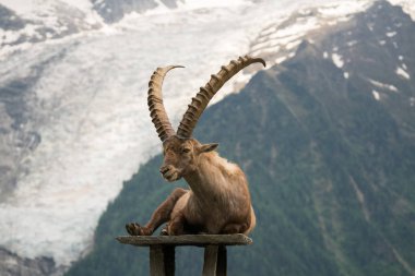 Steinbock veya Parc de Merlet Mont Blanc, Les Houches, Haute-Savoie, Fransa karşı Pointe de Lapaz dağda bouquetin olarak da bilinir alp dağ keçisi (Capra ibex),