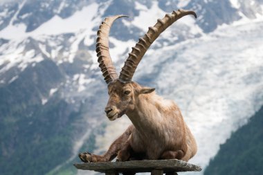 Steinbock veya Parc de Merlet Mont Blanc, Les Houches, Haute-Savoie, Fransa karşı Pointe de Lapaz dağda bouquetin olarak da bilinir alp dağ keçisi (Capra ibex),