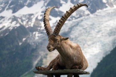 Steinbock veya Parc de Merlet Mont Blanc, Les Houches, Haute-Savoie, Fransa karşı Pointe de Lapaz dağda bouquetin olarak da bilinir alp dağ keçisi (Capra ibex),
