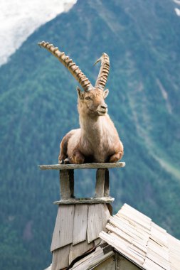 Steinbock veya Parc de Merlet Mont Blanc, Les Houches, Haute-Savoie, Fransa karşı Pointe de Lapaz dağda bouquetin olarak da bilinir alp dağ keçisi (Capra ibex),