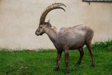 Steinbock veya Parc de Merlet Mont Blanc, Les Houches, Haute-Savoie, Fransa karşı Pointe de Lapaz dağda bouquetin olarak da bilinir alp dağ keçisi (Capra ibex),