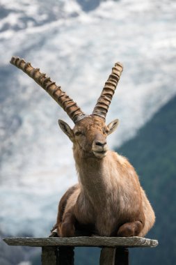 Steinbock veya Parc de Merlet Mont Blanc, Les Houches, Haute-Savoie, Fransa karşı Pointe de Lapaz dağda bouquetin olarak da bilinir alp dağ keçisi (Capra ibex),