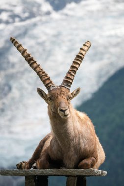 Steinbock veya Parc de Merlet Mont Blanc, Les Houches, Haute-Savoie, Fransa karşı Pointe de Lapaz dağda bouquetin olarak da bilinir alp dağ keçisi (Capra ibex),