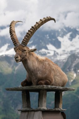 Steinbock veya Parc de Merlet Mont Blanc, Les Houches, Haute-Savoie, Fransa karşı Pointe de Lapaz dağda bouquetin olarak da bilinir alp dağ keçisi (Capra ibex),