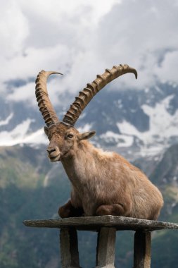 Steinbock veya Parc de Merlet Mont Blanc, Les Houches, Haute-Savoie, Fransa karşı Pointe de Lapaz dağda bouquetin olarak da bilinir alp dağ keçisi (Capra ibex),
