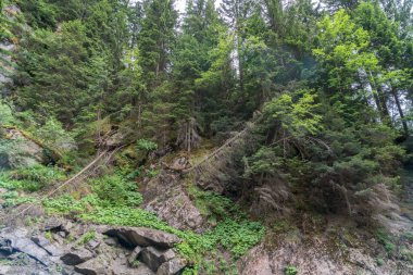 Cascade du Dard yakınlarındaki orman - Mont-Blanc, Haute-Savoie, Fransa 'da fantastik bir şelale