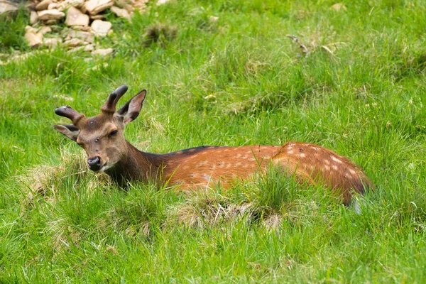 กวาง Cervus Nippon นในช อกวางท ดหร อกวางญ นในพาร เดอ เมอร — ภาพถ่ายสต็อก