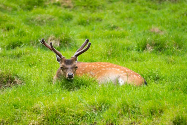 Sika Herten Cervus Nippon Ook Bekend Als Het Bonte Hert — Stockfoto