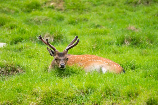 Veado Sika Cervus Nippon Também Conhecido Como Veado Manchado Veado — Fotografia de Stock