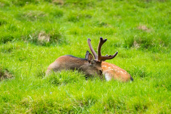 Jelenie Sika Cervus Nippon Znany Również Jako Spotted Deer Lub — Zdjęcie stockowe