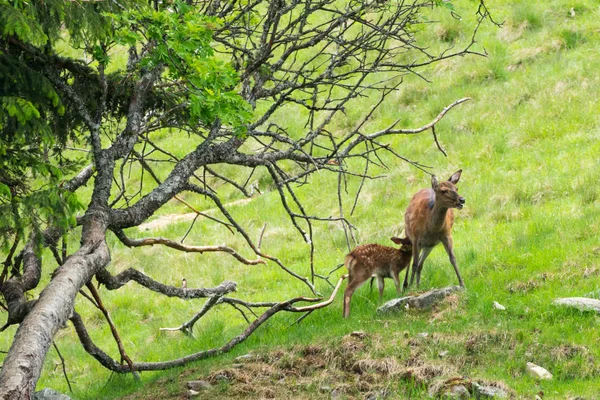 Benekli geyik veya Parc de Merlet Mont Blanc, Les Houches, Haute-Savoie, Fransa karşı Pointe de Lapaz dağda Japon geyik olarak da bilinir sika geyiği (Cervus nippon)