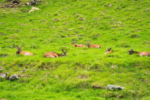 Cerf Sika Cervus Nippon Également Connu Sous Nom Cerf Tacheté — Photo