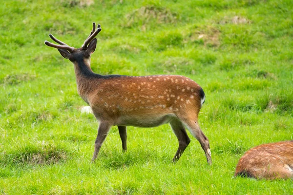 Sika Ελάφι Cervus Nippon Επίσης Γνωστή Ελάφια Ιαπωνικά Ελάφια Στο — Φωτογραφία Αρχείου