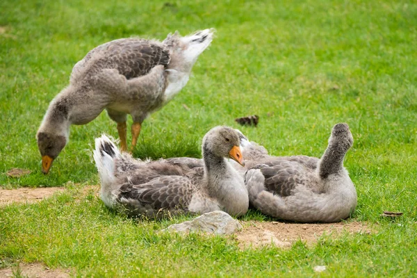 Gansos Greylag Anser Anser Parc Merlet Montanha Pointe Lapaz Contra — Fotografia de Stock