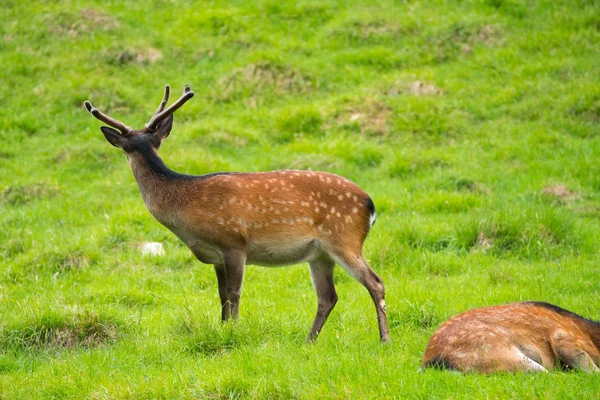 กวาง Cervus Nippon นในช อกวางท ดหร อกวางญ นในพาร เดอ เมอร — ภาพถ่ายสต็อก