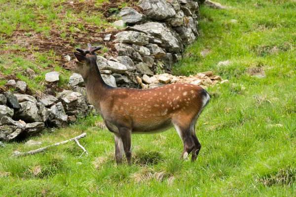 Cerf Sika Cervus Nippon Également Connu Sous Nom Cerf Tacheté — Photo