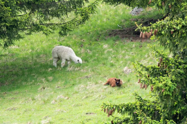 Les Alpagas Vicugna Pacos Dans Parc Merlet Sur Montagne Pointe — Photo