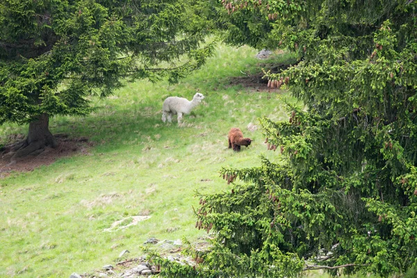 Alpacas Vicugna Pacos Parc Merlet Pointe Lapaz Mountain Mont Blanc — Φωτογραφία Αρχείου