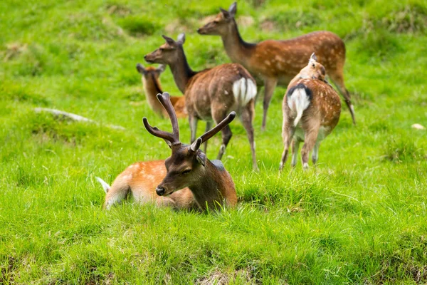 Sika Herten Cervus Nippon Ook Bekend Als Het Bonte Hert — Stockfoto