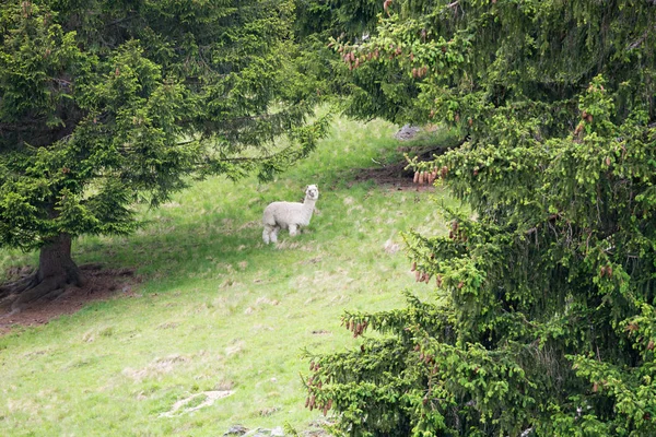 Alpaca Vicugna Pacos Parc Merlet Pointe Lapaz Mountain Mont Blanc — Stock fotografie