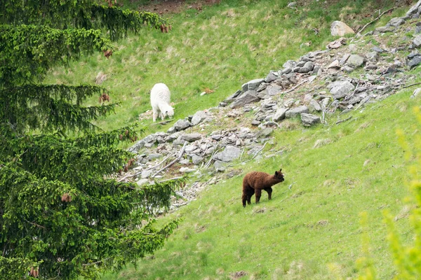 Alpacas Vicugna Pacos Parc Merlet Pointe Lapaz Mountain Mont Blanc — Stock fotografie