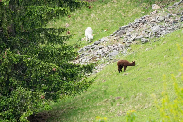 Alpacas Vicugna Pacos Parc Merlet Pointe Lapaz Mountain Mont Blanc — Stock fotografie