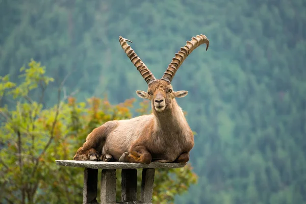 Steinbock veya Parc de Merlet Mont Blanc, Les Houches, Haute-Savoie, Fransa karşı Pointe de Lapaz dağda bouquetin olarak da bilinir alp dağ keçisi (Capra ibex),