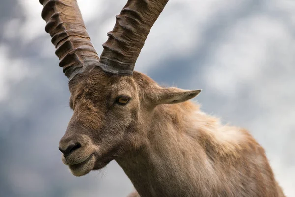 Ibex Alpino Capra Ibex También Conocido Como Steinbock Bouquetin Parc —  Fotos de Stock