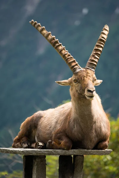 Альпийский Горный Козёл Capra Ibex Известный Стейнбок Букетин Парке Мерле — стоковое фото