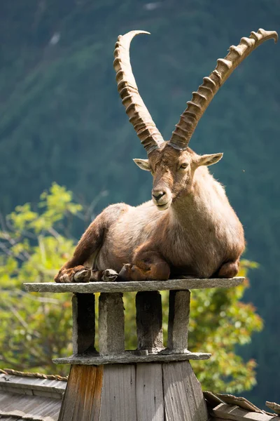 Steinbock Veya Parc Merlet Mont Blanc Les Houches Haute Savoie — Stok fotoğraf