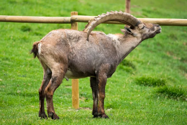 Steinbock Veya Parc Merlet Mont Blanc Les Houches Haute Savoie — Stok fotoğraf