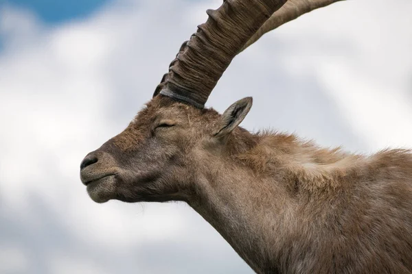 Альпийский Горный Козёл Capra Ibex Известный Стейнбок Букетин Парке Мерле — стоковое фото