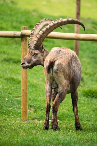 Steinbock Veya Parc Merlet Mont Blanc Les Houches Haute Savoie — Stok fotoğraf