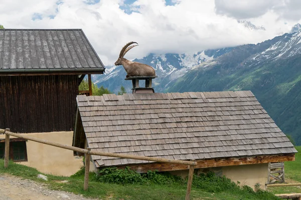 Alpine Steenbok Capra Ibex Ook Bekend Als Steinbock Bouquetin Parc — Stockfoto