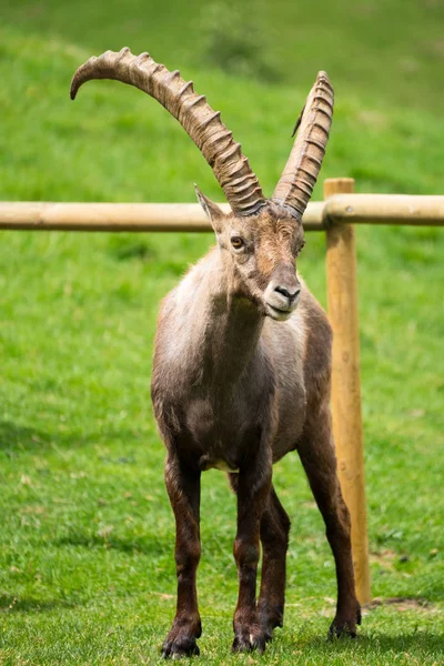 Альпийский Горный Козёл Capra Ibex Известный Стейнбок Букетин Парке Мерле — стоковое фото