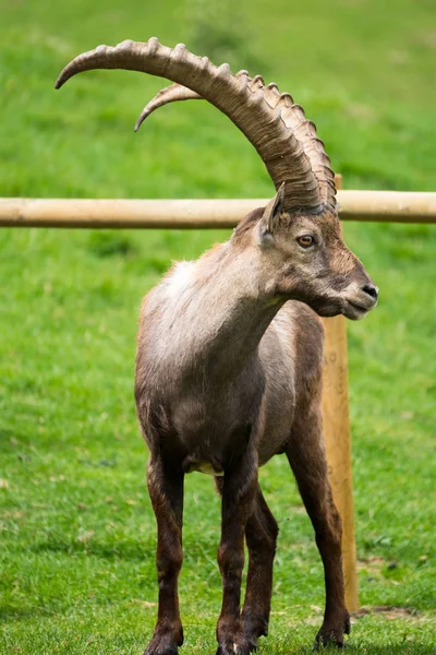 Альпийский Горный Козёл Capra Ibex Известный Стейнбок Букетин Парке Мерле — стоковое фото