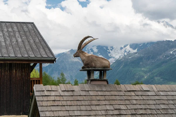 Alpine Steenbok Capra Ibex Ook Bekend Als Steinbock Bouquetin Parc — Stockfoto