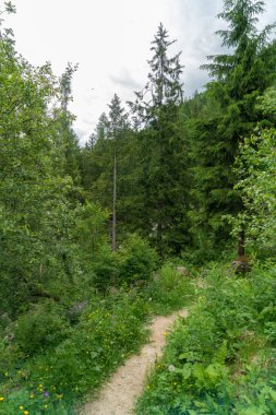 Cascade du Dard yakınlarındaki orman - Mont-Blanc, Haute-Savoie, Fransa 'da fantastik bir şelale
